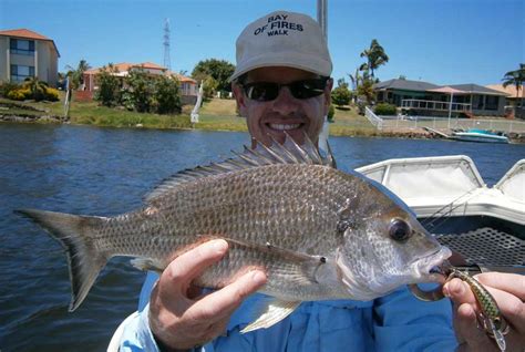 Yellowfin Bream Au