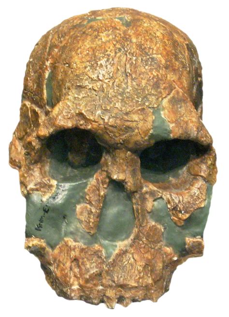 Homo Rudolfensis