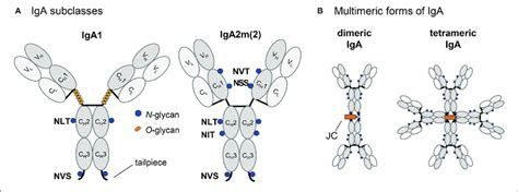 Schematic Illustration Of Structure And Glycosylation Of Iga