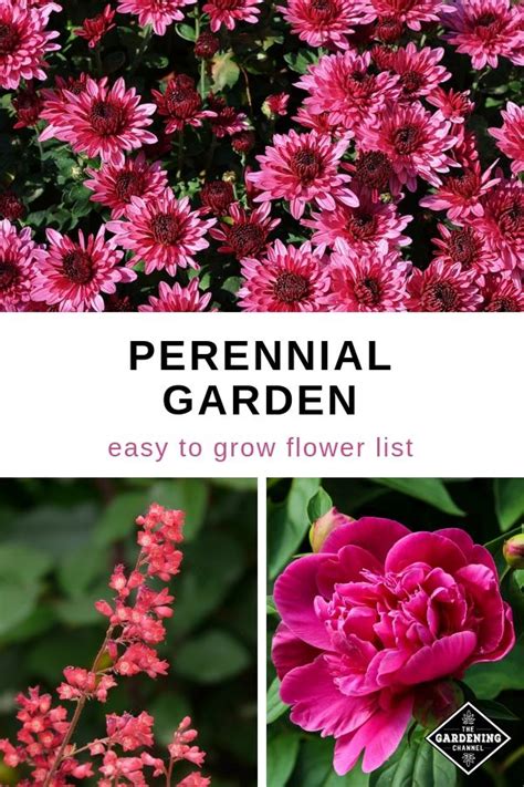 Easy To Grow Perennials The Perfect Addition To Your Garden