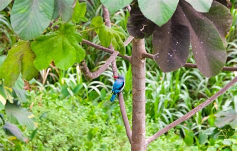 Glance Of Bioko Island Days Continent Tours