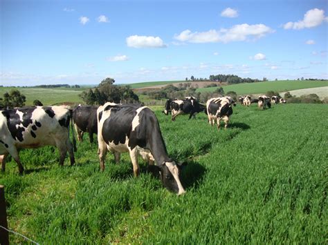 Como Elevar A Produ O Di Ria De Leite Na Propriedade Rural Sucesso