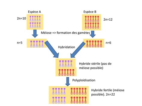 Ppt Diversification Genetique Et Diversification Des Etres Vivants Powerpoint Presentation