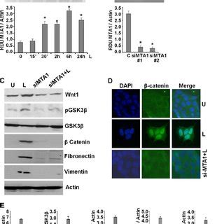 Leptin Induces Epithelial Mesenchymal Transition Tumorsphere