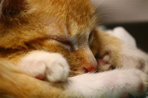 Free Images Fur Kitten Yawn Nap Close Up Nose Whiskers Sleep