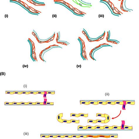 The Balance Hypothesis Of The Angiogenic Switch Angiogenesis Is