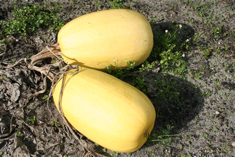 Courge Semer Et Cultiver Ooreka