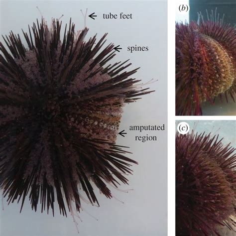 Sea Urchin Tube Feet And Spine Regeneration Assay A Aboral View 1