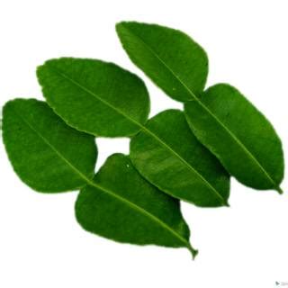 Daun jeruk purut 20 lembar | Shopee Indonesia