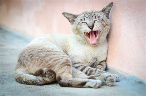 Reise Durch Den Verdauungstrakt Der Katze Ern Hrungsberatung F R