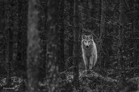 Wolf Photography Black And White