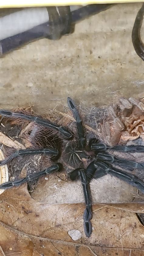 X Immanis Adult Coloring Sex R Tarantulas