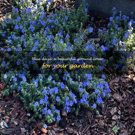 Blue Daze: A Beautiful Ground Cover For Your Garden | ShunCy