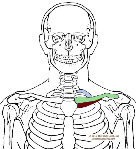 Pain along the biceps maybe collar bone forearm – Artofit