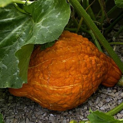 Winter Squash - Hubbard Golden - St. Clare Heirloom Seeds