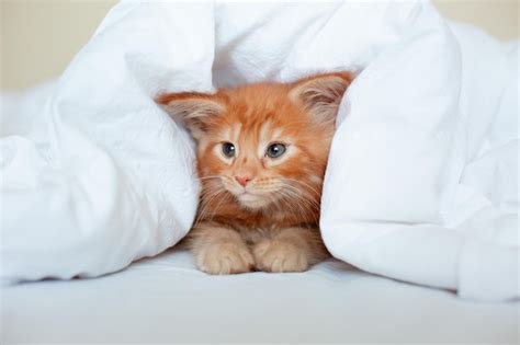 Lindo Gatito Rojo Envuelto En Una Manta Blanca Gatito Maine Coon Foto