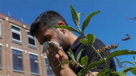 Allergies Aux Pollens Les Hauts De France Sont En Alerte Rouge Aux