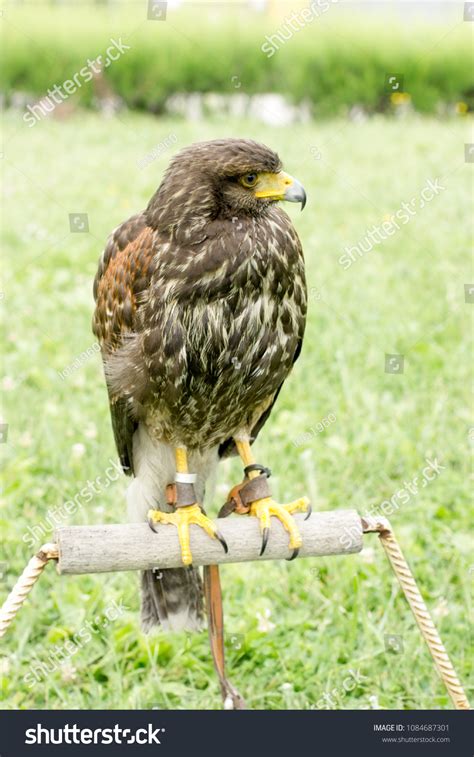 362 Lord Wild Hunt Images Stock Photos And Vectors Shutterstock