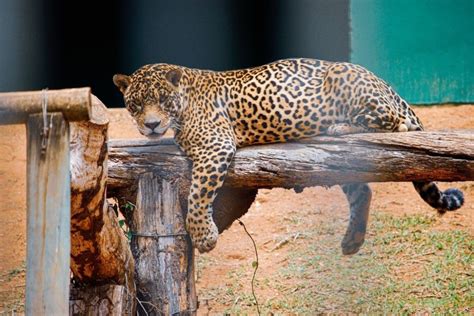 Zoológico da Usipa segue aberto para visitação