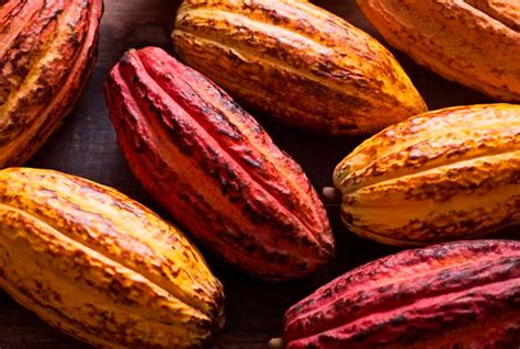 Cacao Logra RÉcord HistÓrico Durante 2024 Con Exportaciones Por Us 1300 Millones Radio Onda