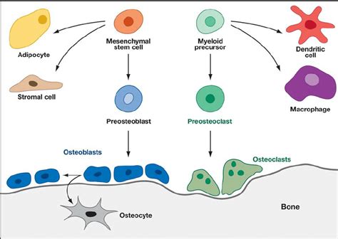 Figure From Exosomes Derived From Bone Mesenchymal Stem Cells Sexiz Pix