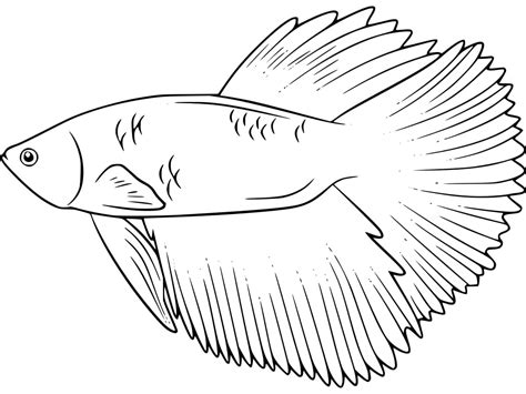 Desenhos De Lindo Peixe Betta Para Colorir E Imprimir ColorirOnline