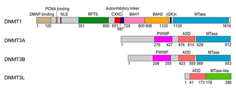 Domain Architectures Of Human Dnmt Dnmt A Dnmt B And Dnmt L With