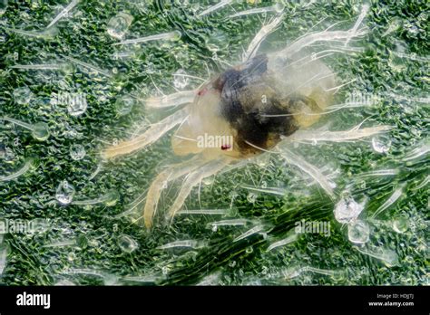 White Spider Mites