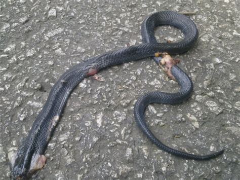 Equatorial Spitting Cobra Naja Sumatrana Old Upper Thomson Flickr