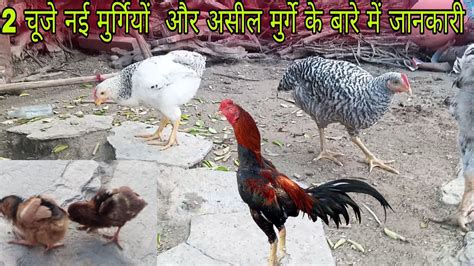 Desi Poultry Free Range Farming Ashil Desi Murgi Palan Kaise Kre Ll