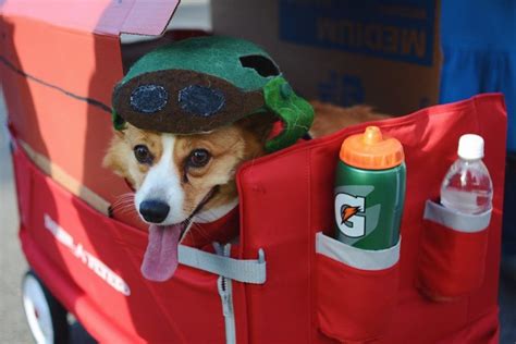 Seattle Corgi Parade 2017