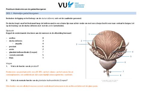 Practicumhandleiding G L Hl Geslachtsorganen Antwoordversie