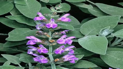 Beneficios De La Salvia Propiedades Medicinales Salvia Officinalis