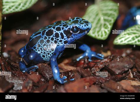 Blue Dyeing Poison Arrow Frog Blue Poison Frog Dendrobates Tinctorius