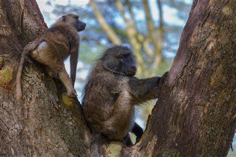 Premium Photo | Gibbon and its baby on the tree. gibbon is baring its ...