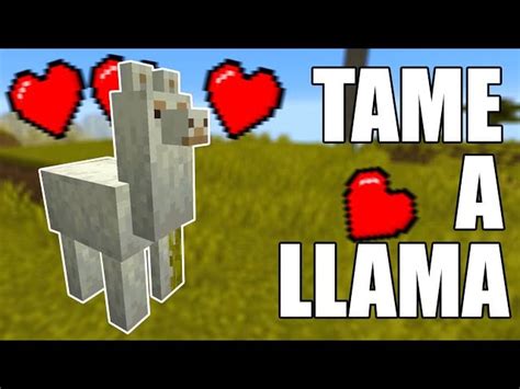 Comment Apprivoiser Et Chevaucher Un Lama Dans Minecraft Moyens I O