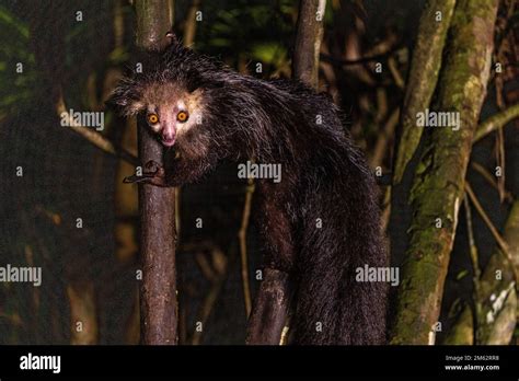 Aye-aye lemur in tree, sawing open coconuts at Palmarium Reserve ...