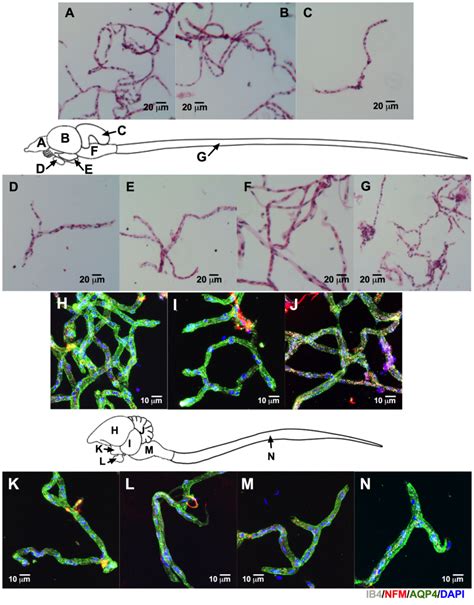 Reliable Isolation Of Central Nervous System Microvessels Across Five