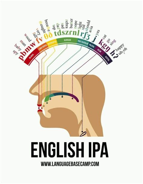 Phonetic Map Of The Human Mouth