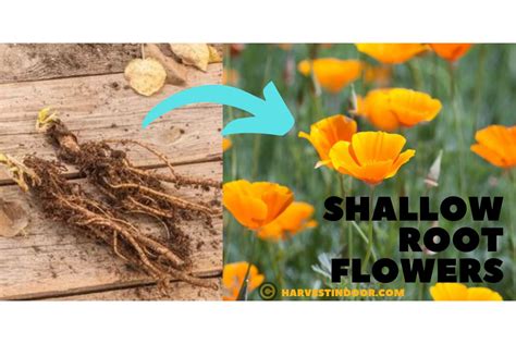 Shallow Root Flowers Are The Best Plants To Grow Harvest Indoor