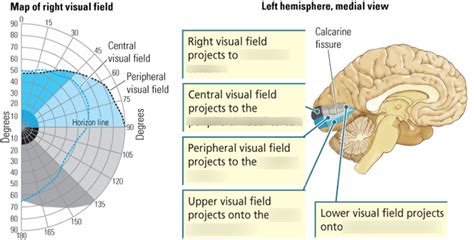 Visual Field And Cortex Diagram Quizlet