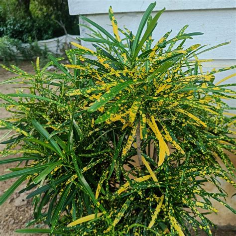 Golden Dust Thin Leaves-Croton Plant – VGR Gardens