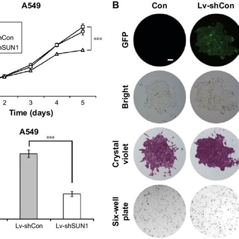 Lv ShsUn1 Infection Reduces The Proliferation And Colony Formation