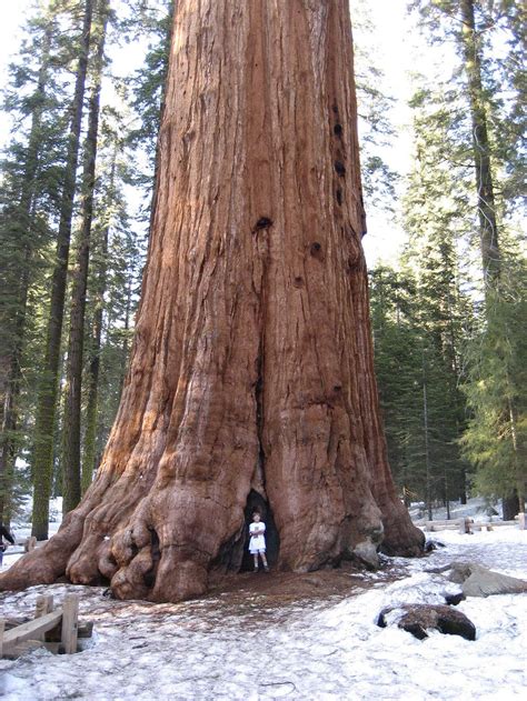 How Tall Is A General Sherman Tree At Rhea Bice Blog