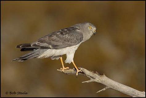 Northern Harrier – Friends of Edgewood