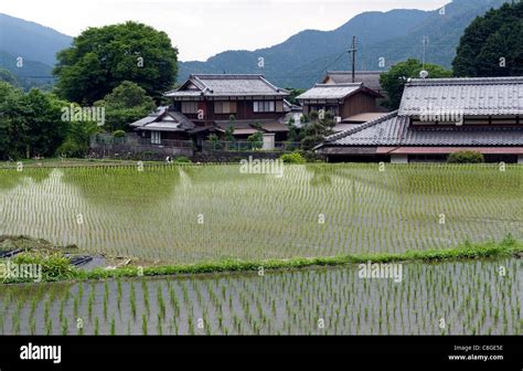 Flooded Rice Field With Seedlings High Resolution Stock Photography And