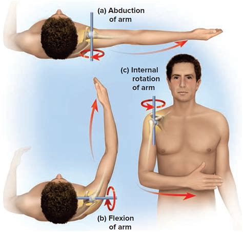 Dislocated Shoulder Causes Signs Symptoms How To Fix