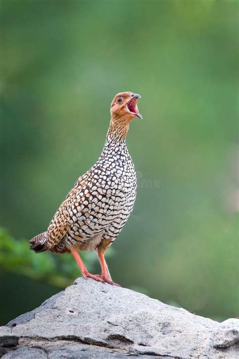 Painted Francolin Perching On Concrete Post Stock Image Image Of