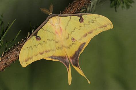 Saturniidae Pfauenspinner In Euroleps Ch Heiner Ziegler