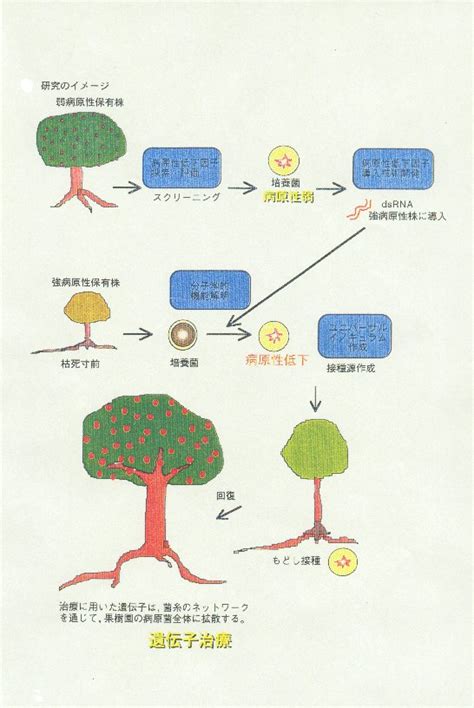 生物系特定産業技術研究支援センター新技術・新分野創出のための基礎研究推進事業 農研機構